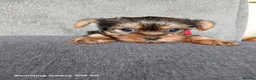 Yorkshire Terrier dogs for sale: WONDERFULL MINI YORKSHIRE TERRIER  in Tipton - Advert 12