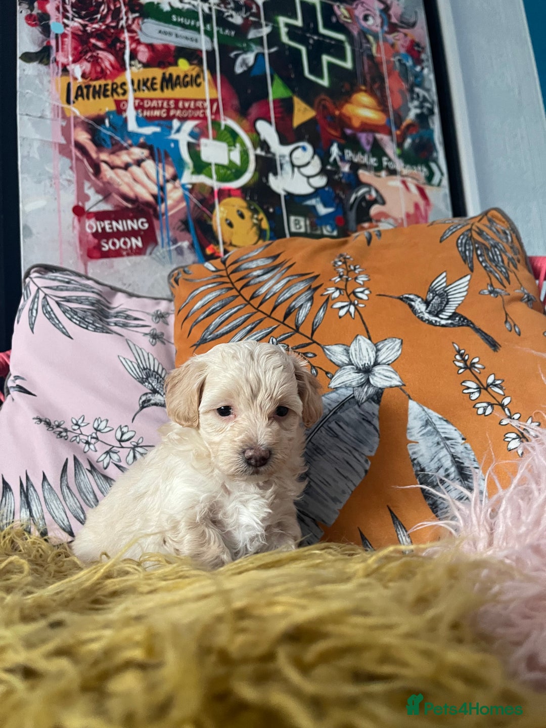Maltipoo dogs for sale: 💗💙 **  TOY MALTIPOOS💗💙 - Image 14