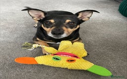Jack Russell dogs for sale: Meet Dexter – Looking for His Forever Home - Image 1