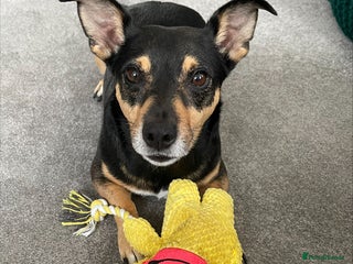 Jack Russell dogs - Advert 17