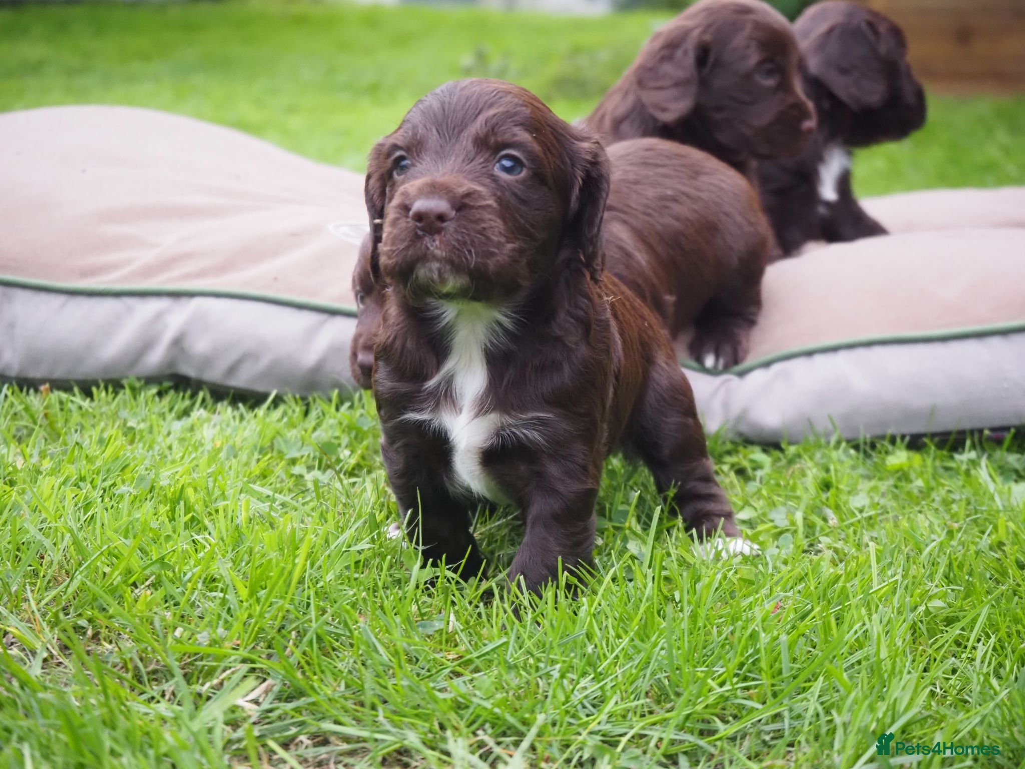 Cocker Spaniel dogs KC registered Working Cockers- Maesydderwen bred - Advert 2