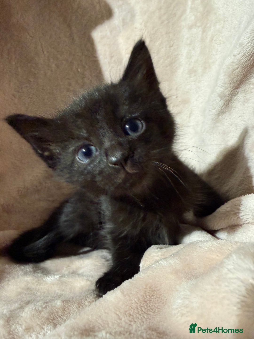 British Shorthair cats for sale: British shorthair kittens - Advert 4