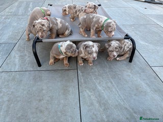 American Bully dogs ABKC Pocket Bully’s *LAST 2 MALES - LITTER OF 12* - Advert 8