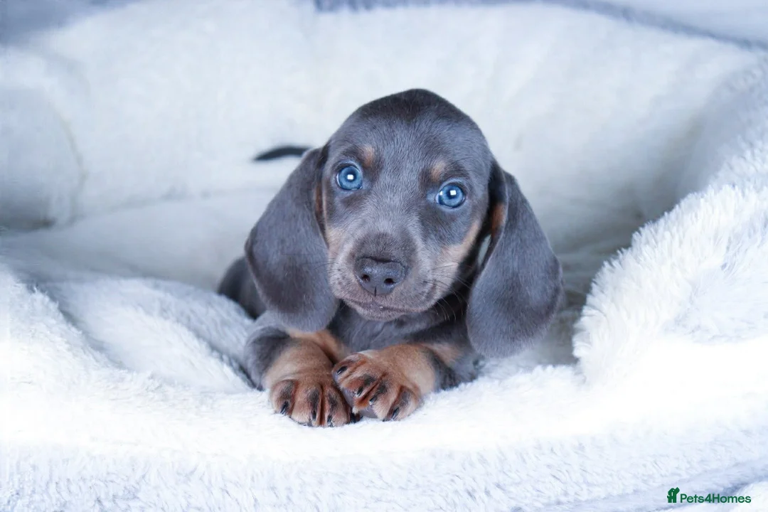 Dachshund dogs for sale: Miniature Dachshund Puppies - Advert 6