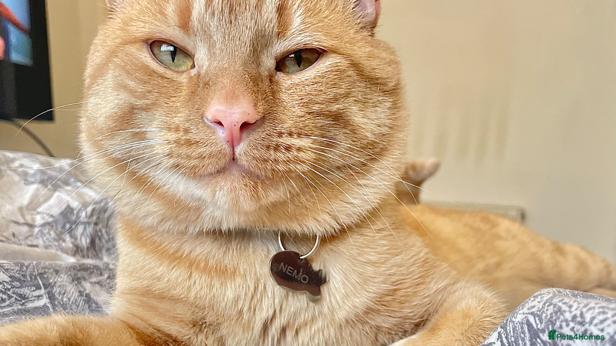 Domestic Shorthair cats Nemo our ginger tabby male. - Advert 9