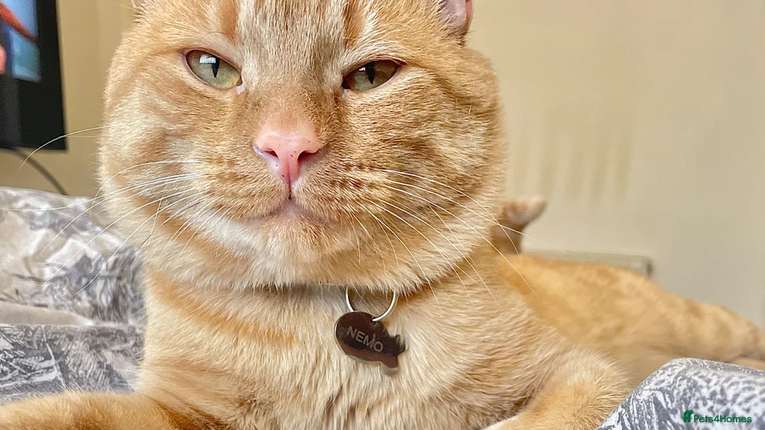 Domestic Shorthair cats for sale: Nemo our ginger tabby male. - Advert 1