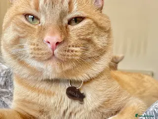 Domestic Shorthair cats Nemo our ginger tabby male. - Advert 9