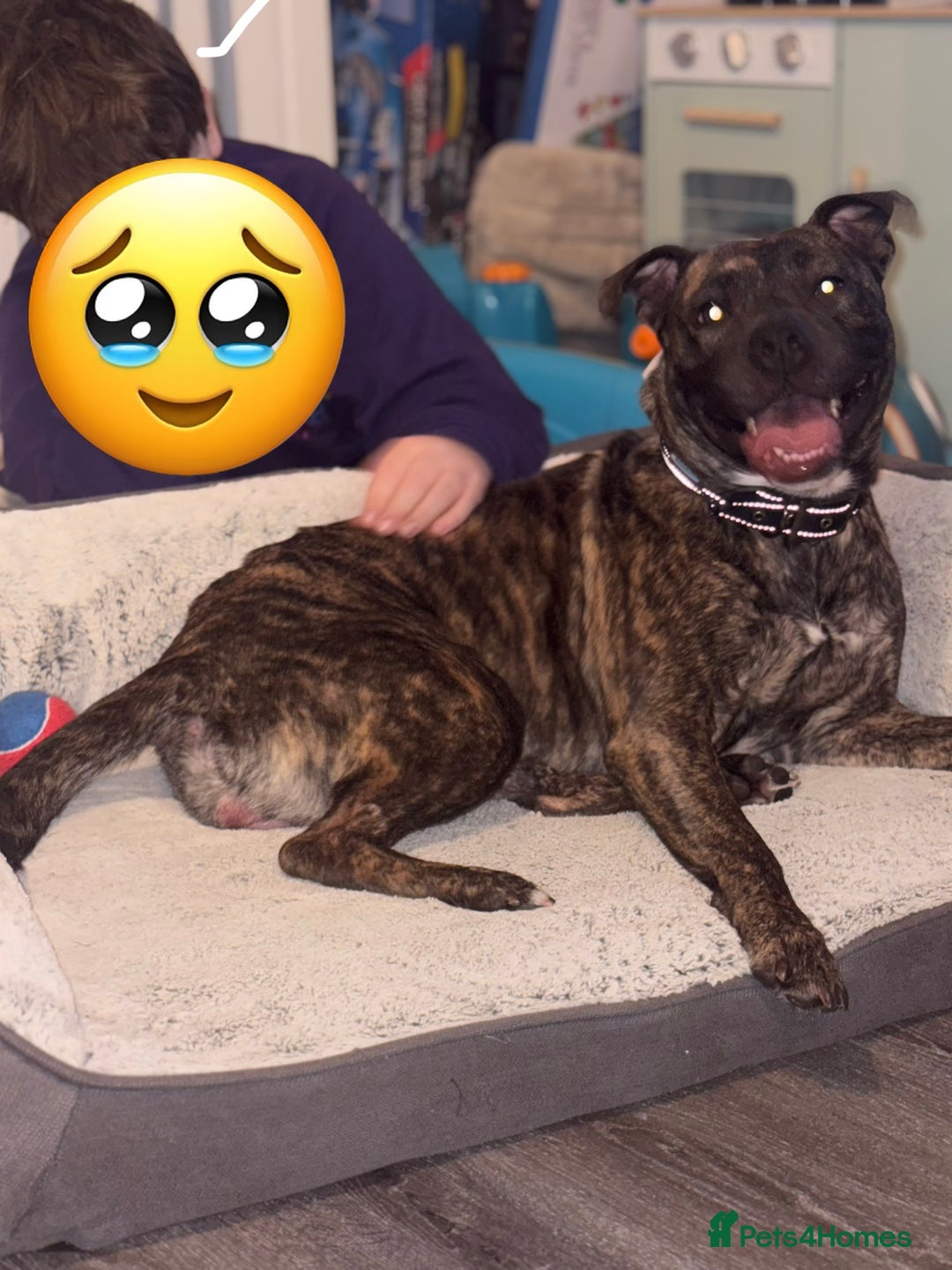 Mixed Breed dogs for sale: Female staffy cross  - Advert 1