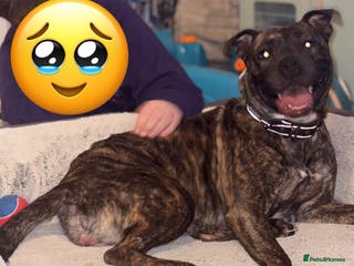 Mixed Breed dogs Female staffy cross - Advert 2