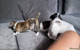 Jack Russell dogs for sale: Beautiful jack russle puppies - Image 29