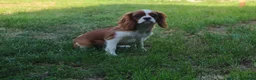 Cavalier King Charles Spaniel dogs for sale: Beautiful 6-Month-Old Male Cavalier King Charles  - Advert 1