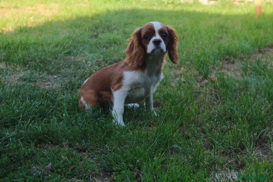 Cavalier King Charles Spaniel dogs for sale: Beautiful 6-Month-Old Male Cavalier King Charles  - Advert 1