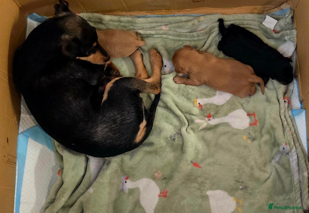 Jackapoo dogs for sale: Jackapoo puppies - Image 8