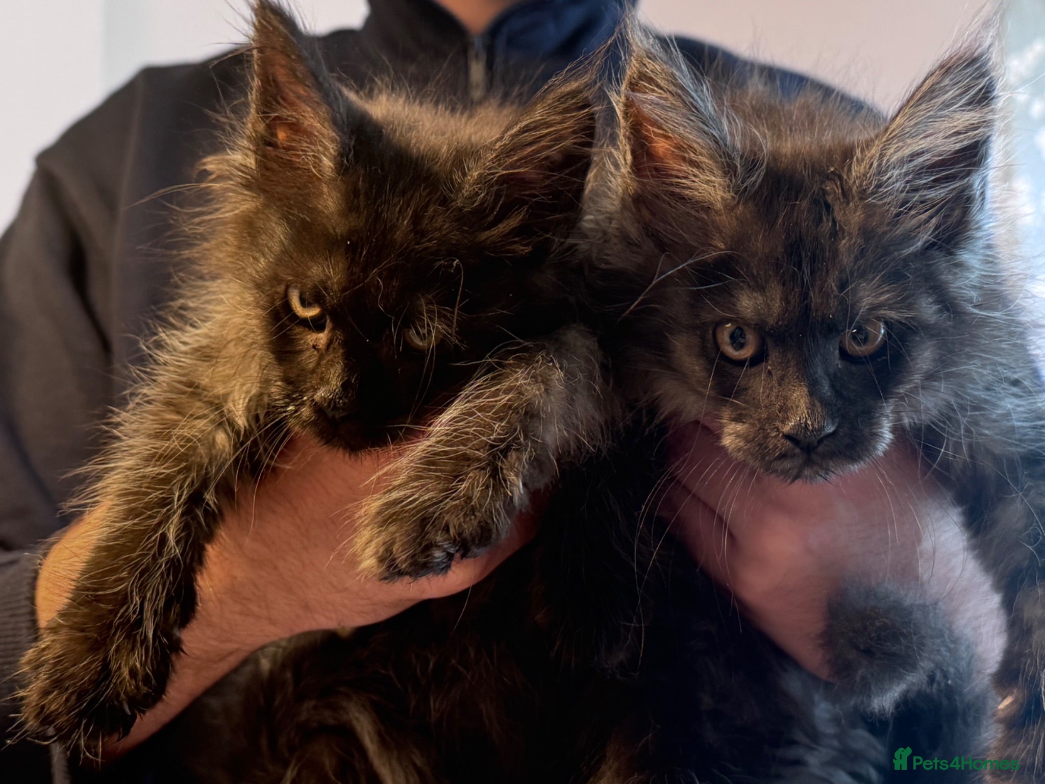 Maine Coon cats Maine Coon active kittens  - Advert 10