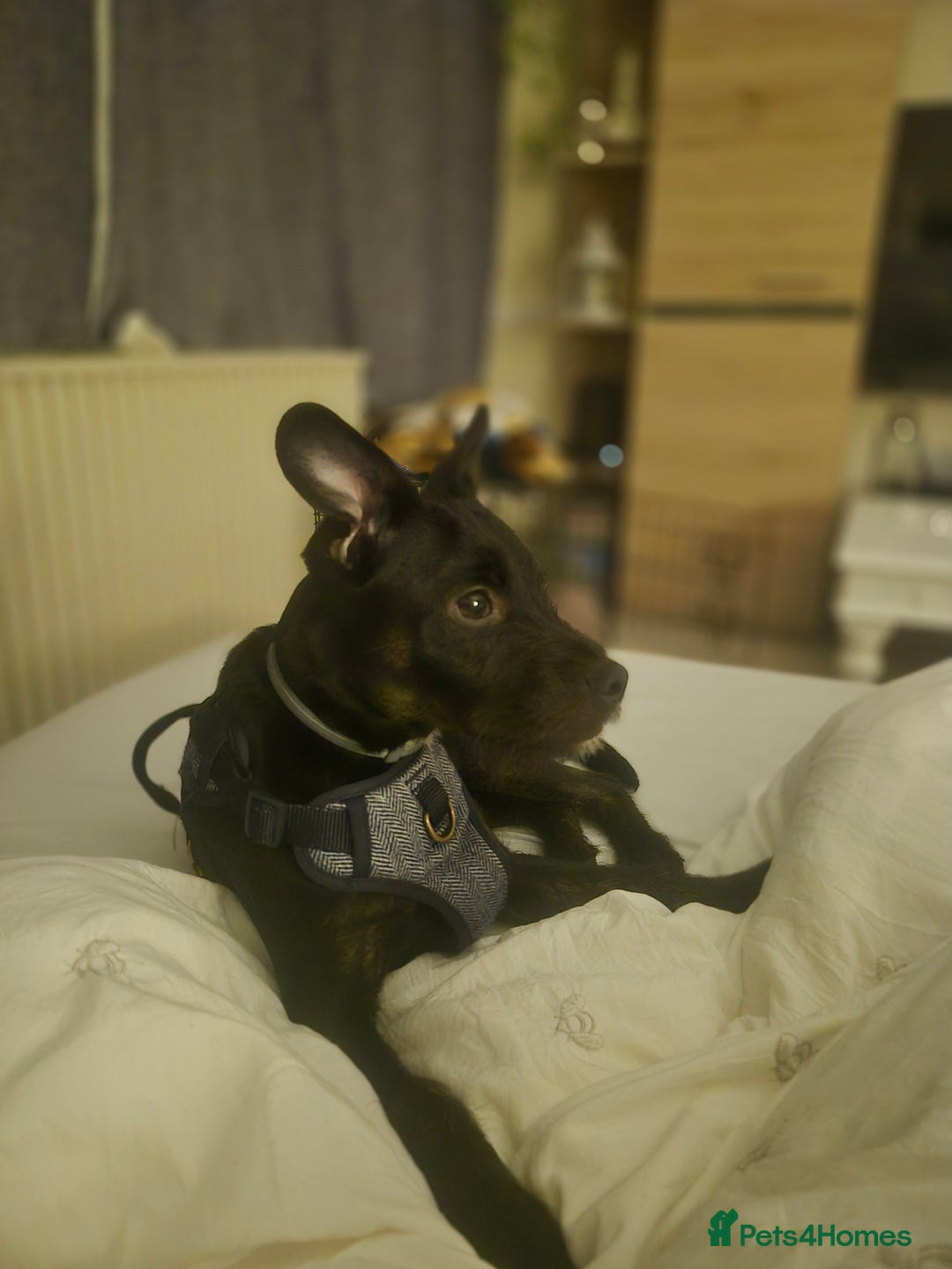 Mixed Breed dogs for sale: Male 450  - Advert 2