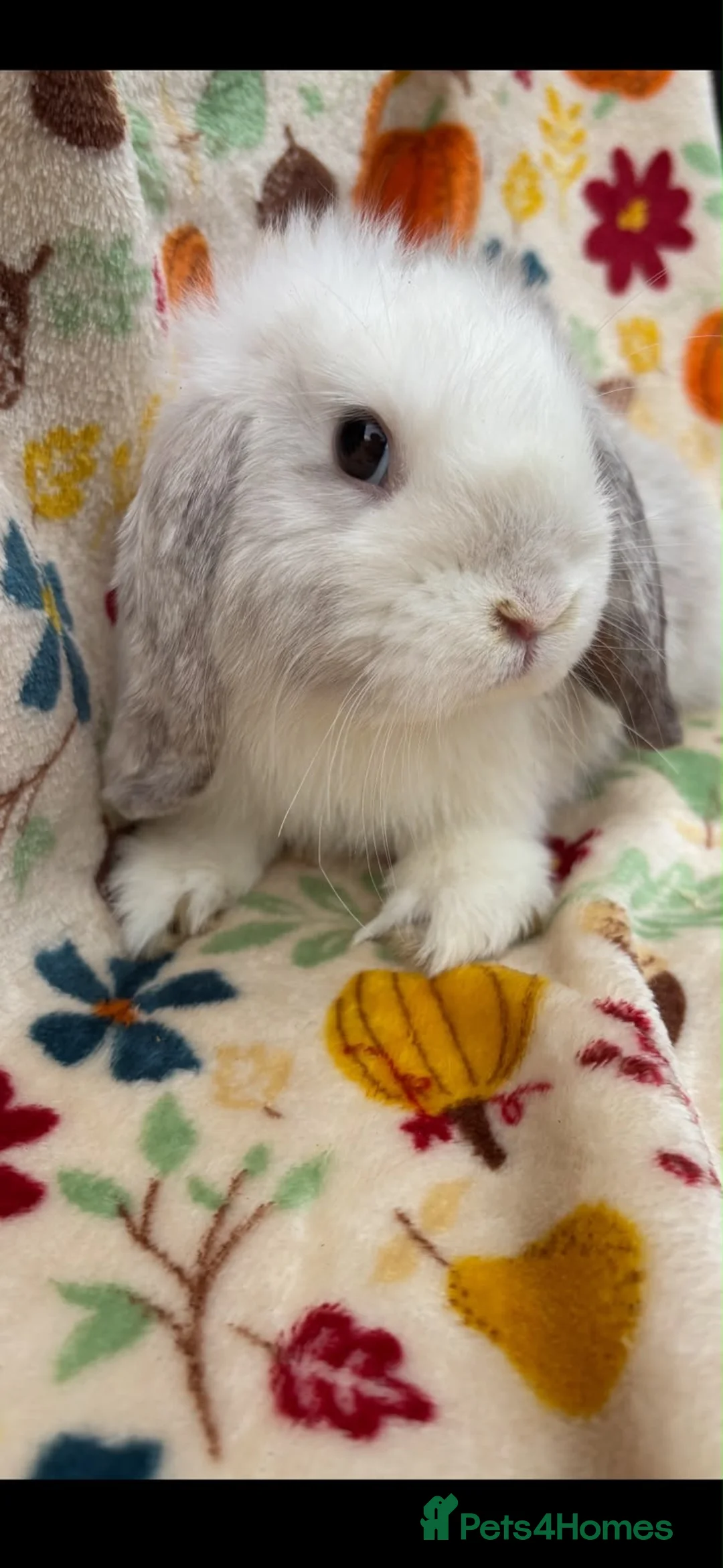 Mini Lop rabbits for sale: Blossom View Babies ready now!! - Advert 2