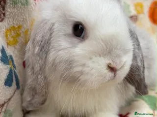 Mini Lop rabbits Blossom View Babies ready now!! - Advert 2