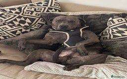 Mixed Breed dogs for sale: Staff for sale  - Image 3