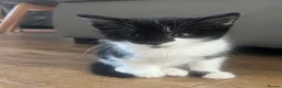 British Longhair cats for sale: 6 Long hair X Tuxedo Kittens ❤️ - Advert 8
