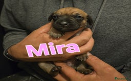 Mixed Breed dogs for sale: Pug x Lucher  - Image 31