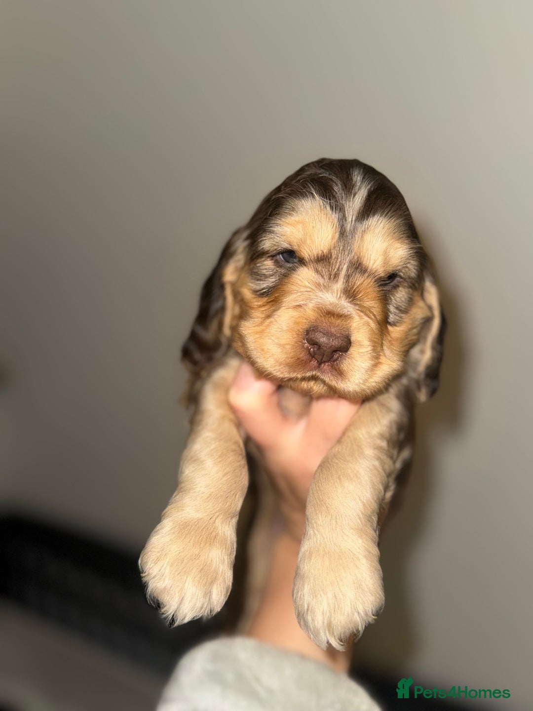 Cocker Spaniel dogs for sale: Last stunning KC show cocker - Advert 18