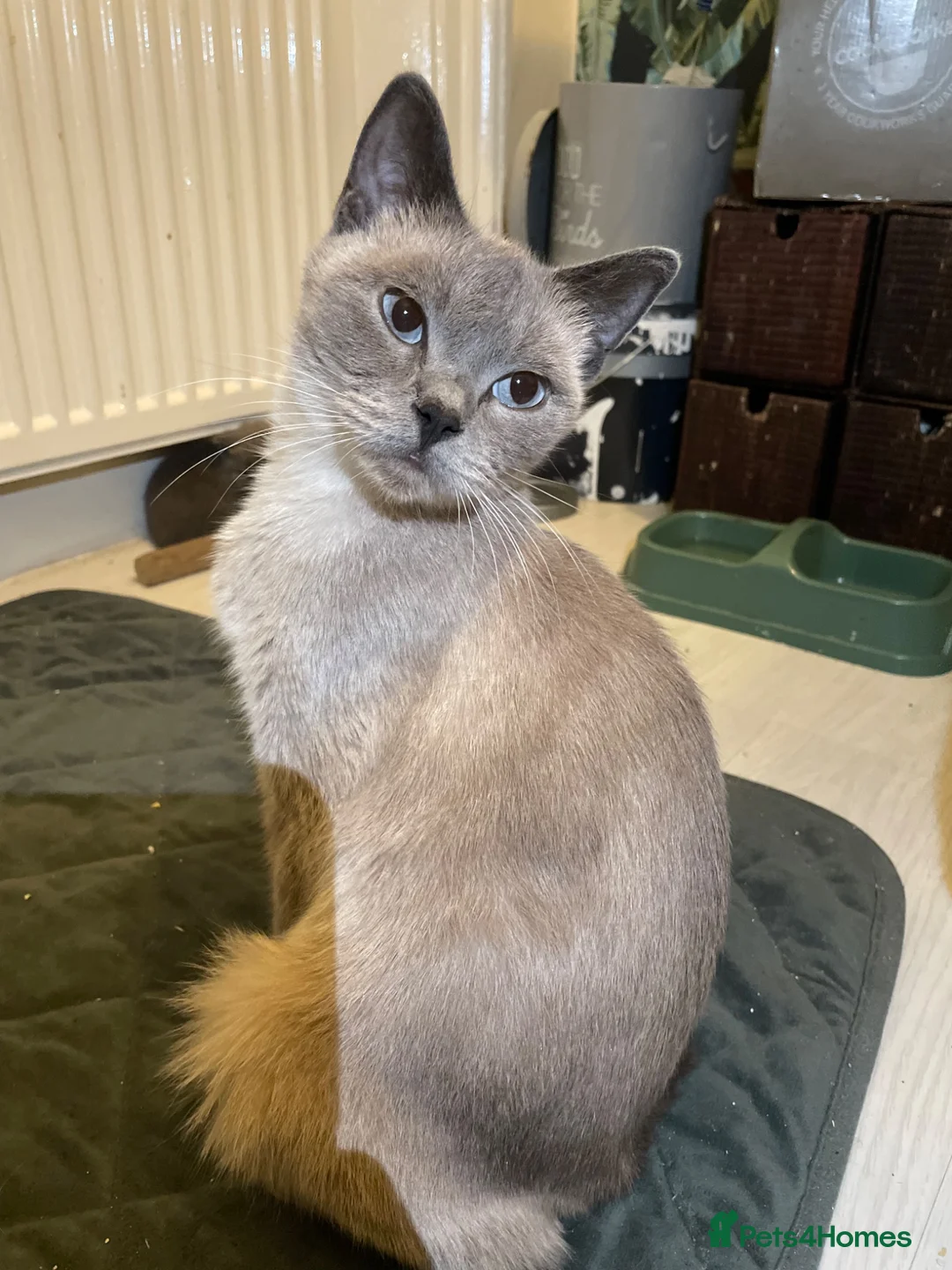 British Shorthair cats for sale: Beautiful British Blue Kittens 🩶 - Advert 2