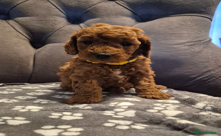 Cockapoo dogs - Advert 1