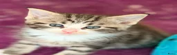 Maine Coon cats for sale: Gorgeous Maine Coon Kittens Ready Soon 🐾 - Advert 10