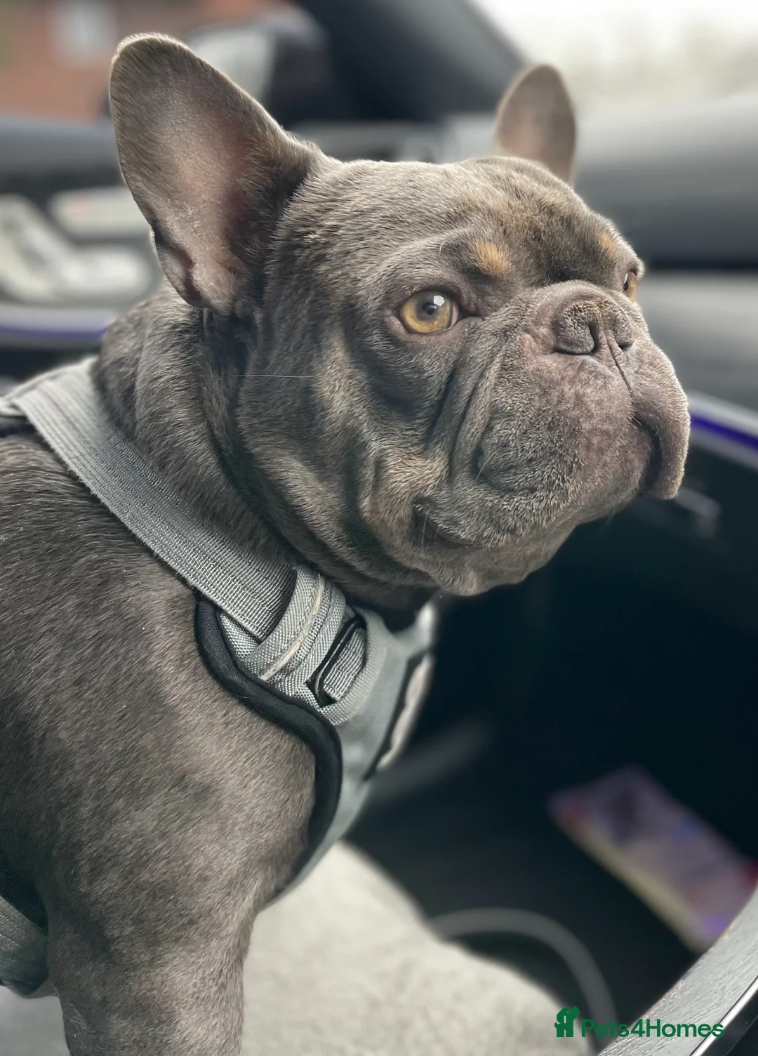 French Bulldog dogs for sale: Male French Bulldog Grey - Advert 2