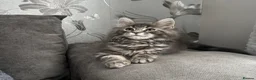 Maine Coon cats for sale: AMAZING TICA REGISTERED HEALTH TESTED KITTENS  - Advert 12