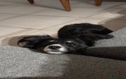 Mixed Breed dogs for sale: Popup - Image 1
