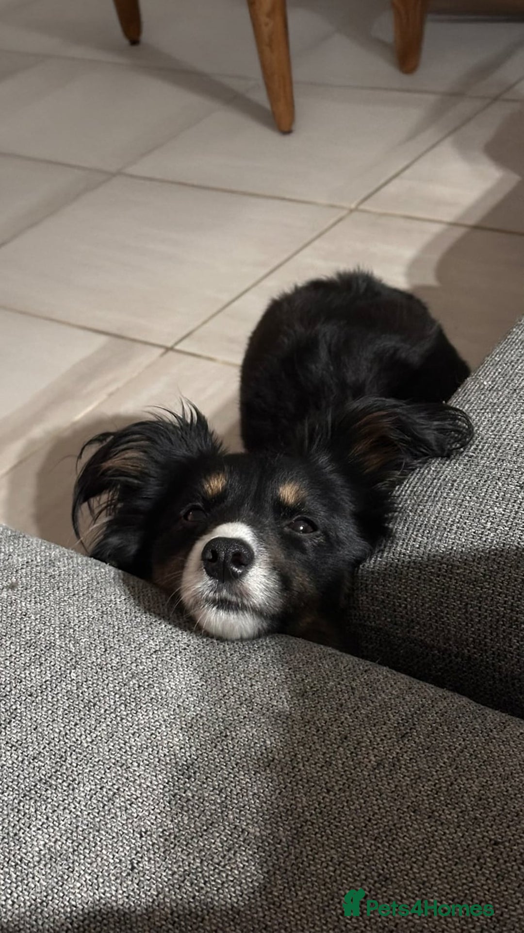 Mixed Breed dogs for sale: Popup - Image 1