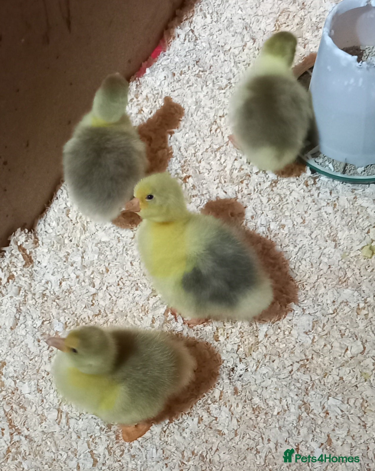 Geese poultry Goslings for Sale - Advert 3