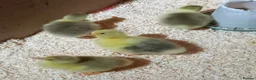 Geese poultry for sale: Goslings for Sale - Advert 3