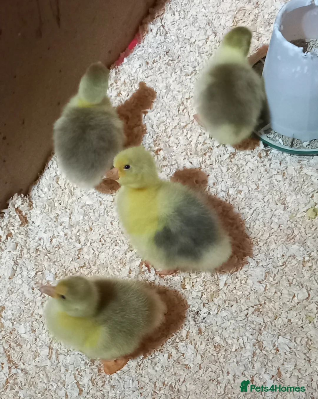 Geese poultry for sale: Goslings for Sale - Advert 1