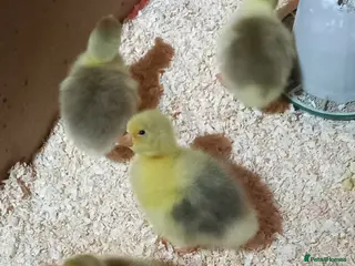 Geese poultry Goslings for Sale - Advert 3