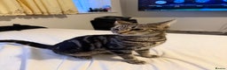 Mixed Breed cats for sale: Cute 7 Month Tabby needs new home - Advert 5
