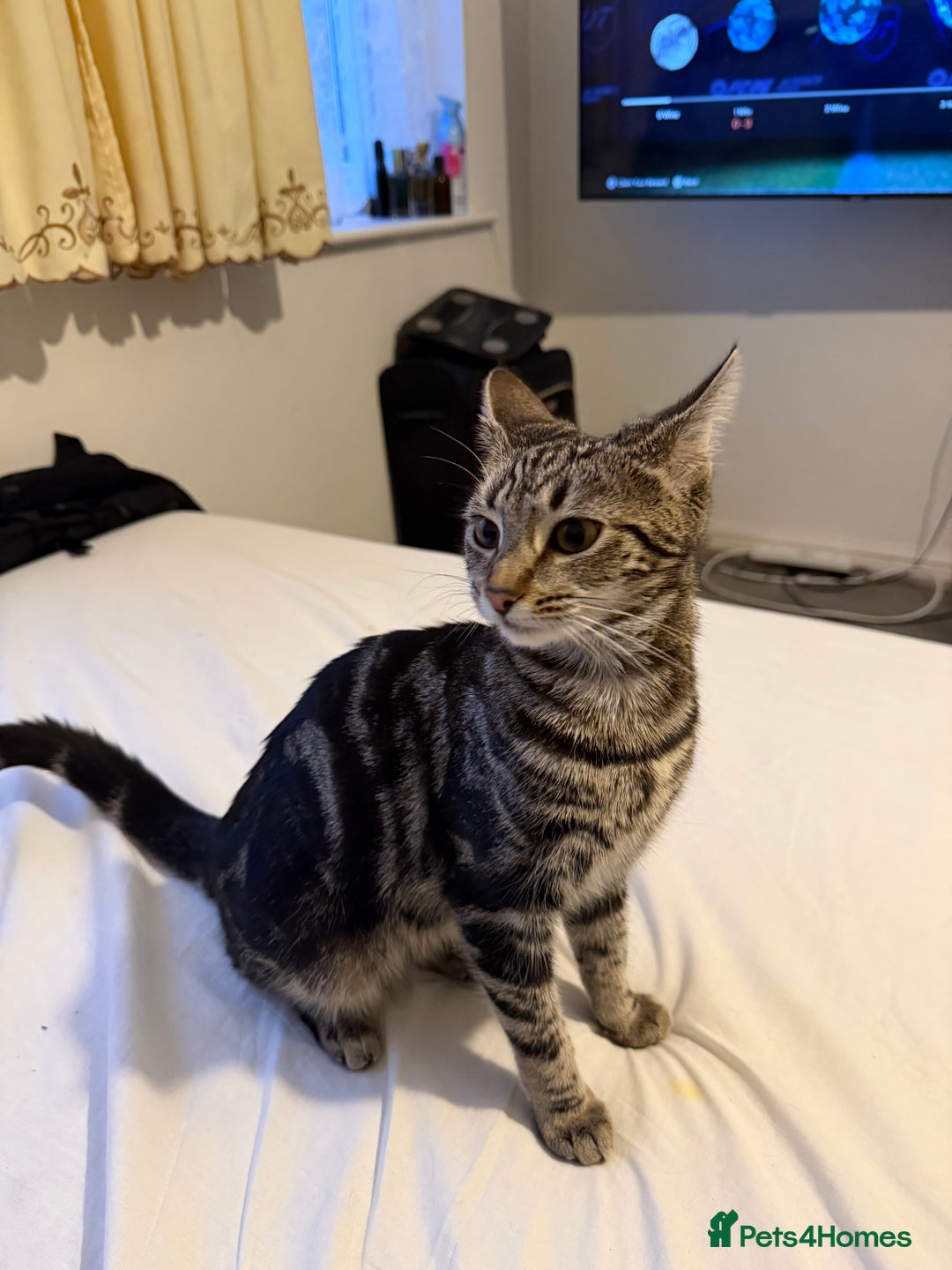 Mixed Breed cats for sale: Cute 7 Month Tabby needs new home - Advert 5