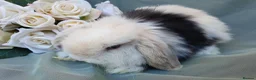 Mini Lop rabbits for sale: Friendly baby mini lops  - Advert 6