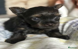 Yorkshire Terrier dogs for sale: Yorkshire terrier  - Image 3