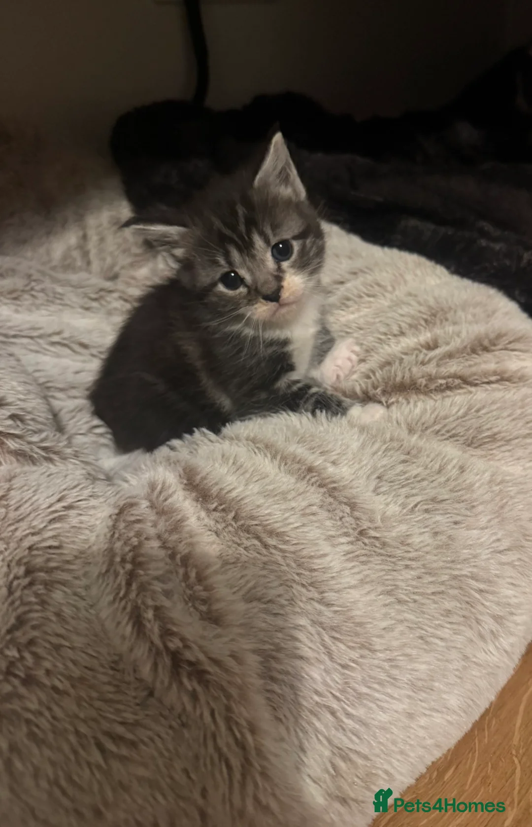 Mixed Breed cats for sale: Maincoon kittens (mixed breed) - Advert 6