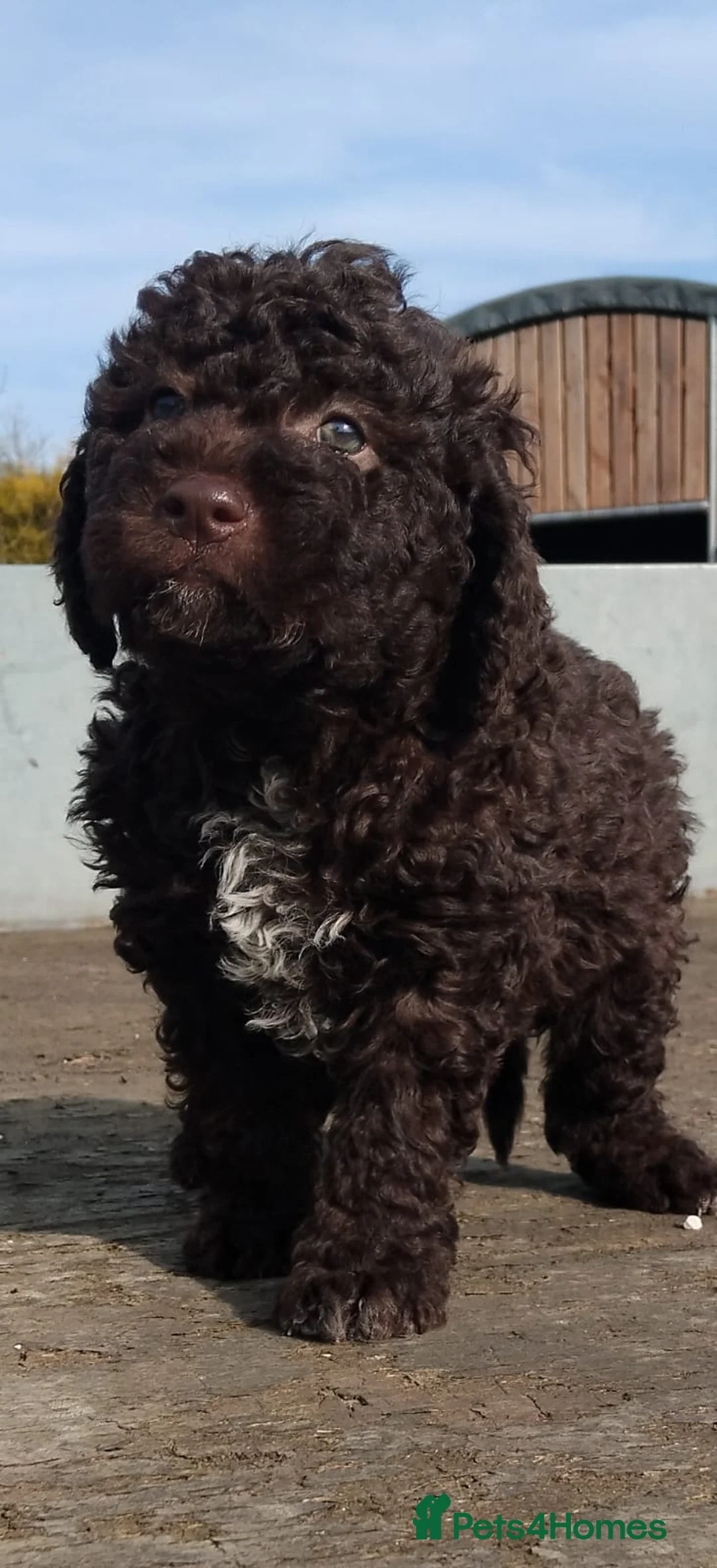 Lagotto Romagnolo dogs for stud: Kc reg proven dna tested lagotto  for stud £700 in Belper - Advert 7