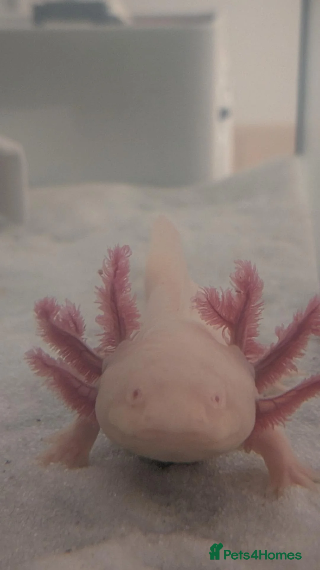 Axolotl reptiles for sale: Leucistic Axolotl - Advert 4