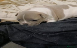 French Bulldog dogs for sale: French bulldog puppies 2 boys 1 girl left in Chatham - Image 2