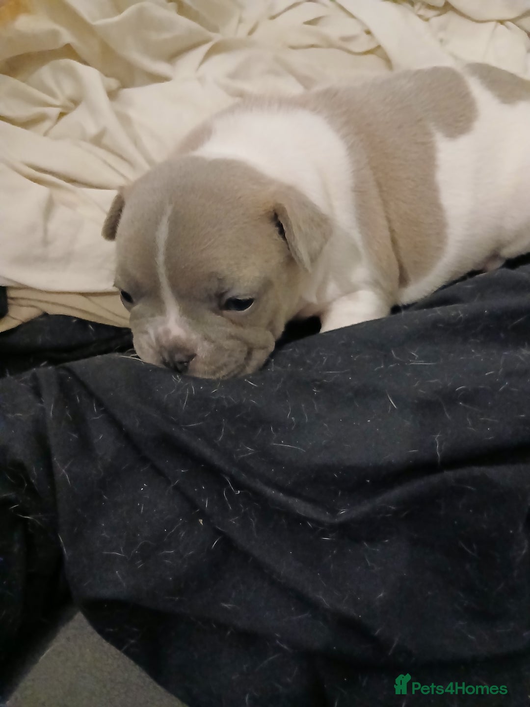 French Bulldog dogs for sale: French bulldog puppies 2 boys 1 girl left in Chatham - Image 2