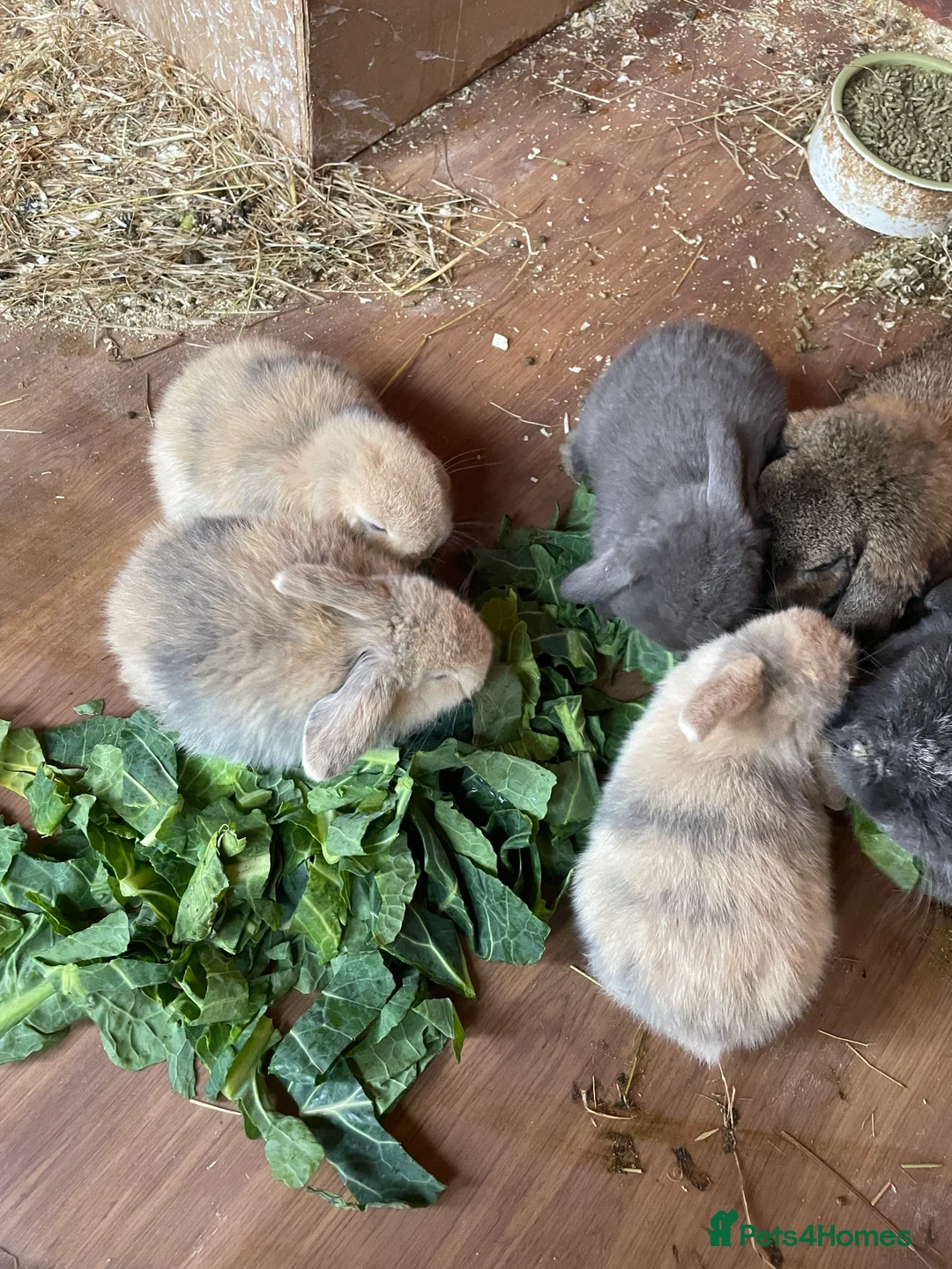 Mini Lop rabbits for sale: Mini lop babies  - Advert 14