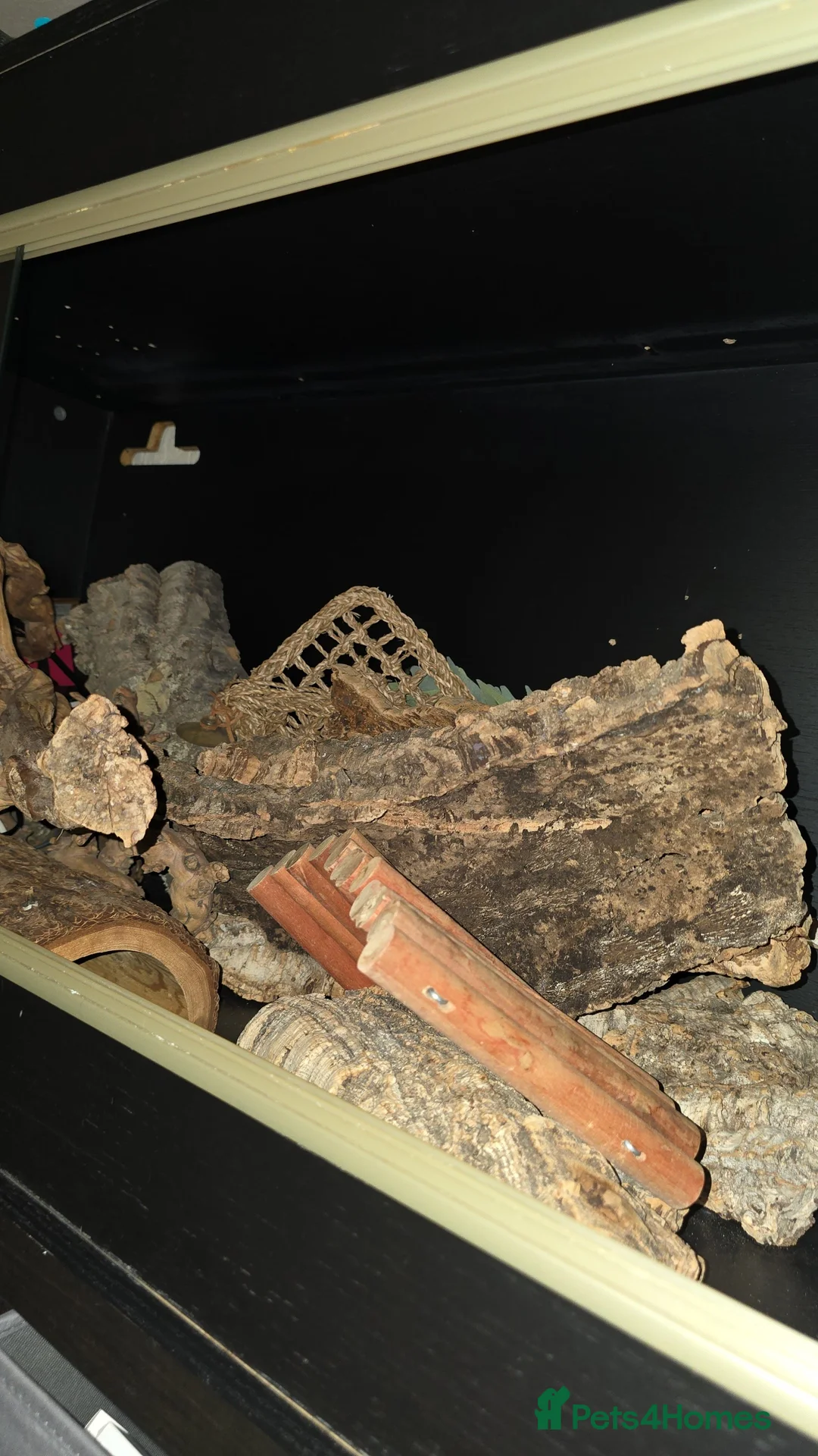 Mixed Breed reptiles for sale: 4 foot vivarium and accessories for sale - Advert 2
