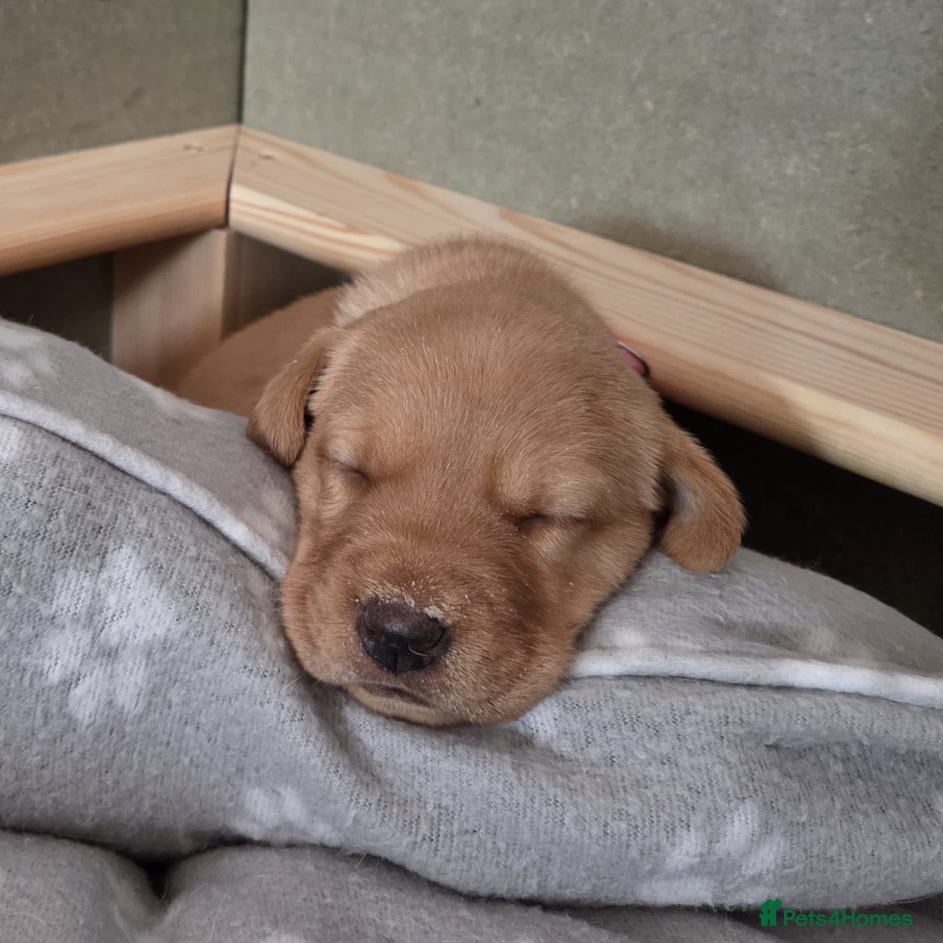 Labrador Retriever dogs KC registered Fox Red Labrador Puppies - Advert 2