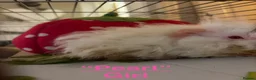 Guinea Pig rodents for sale: Gorgeous piggies for sale - Advert 2