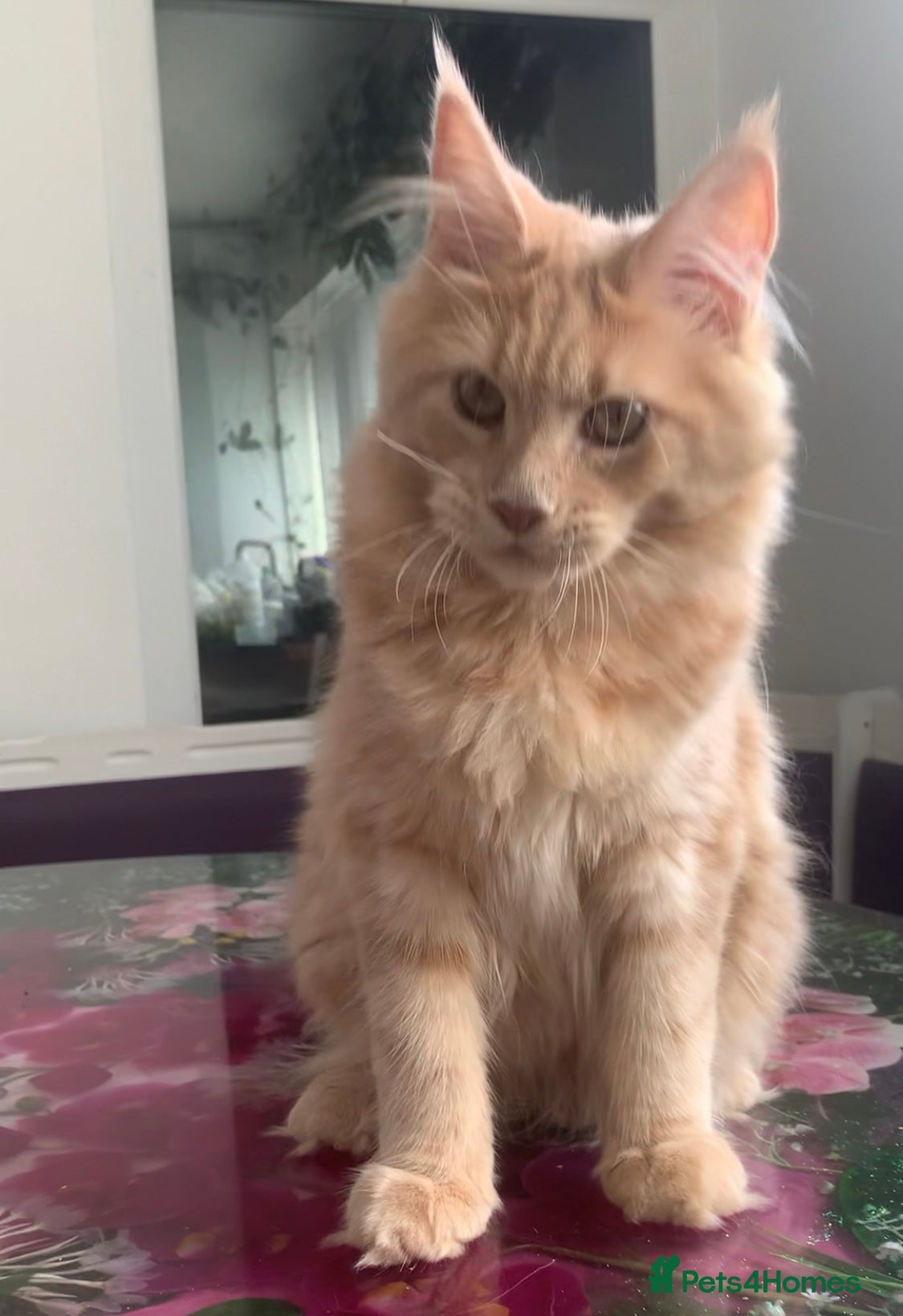 Maine Coon cats Purebred Maine Coon female kittens spayed  - Advert 2